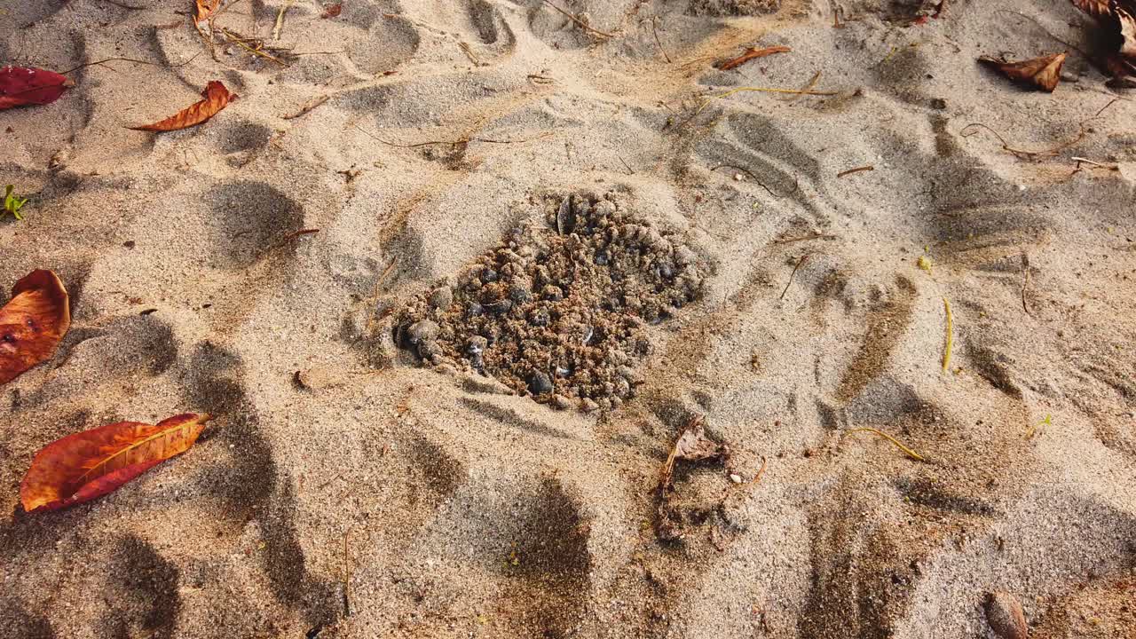 갓 태어난 장수거북 새끼들이 여전히 모래 속에 둥지 밖으로 나가려고 발버둥치고 있습니다.