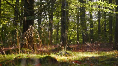 grass in a beautiful beech forest with sun shining down on the ground