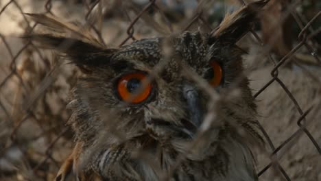 owl turning its neck 180 degrees and showing bright orange eyes to camera