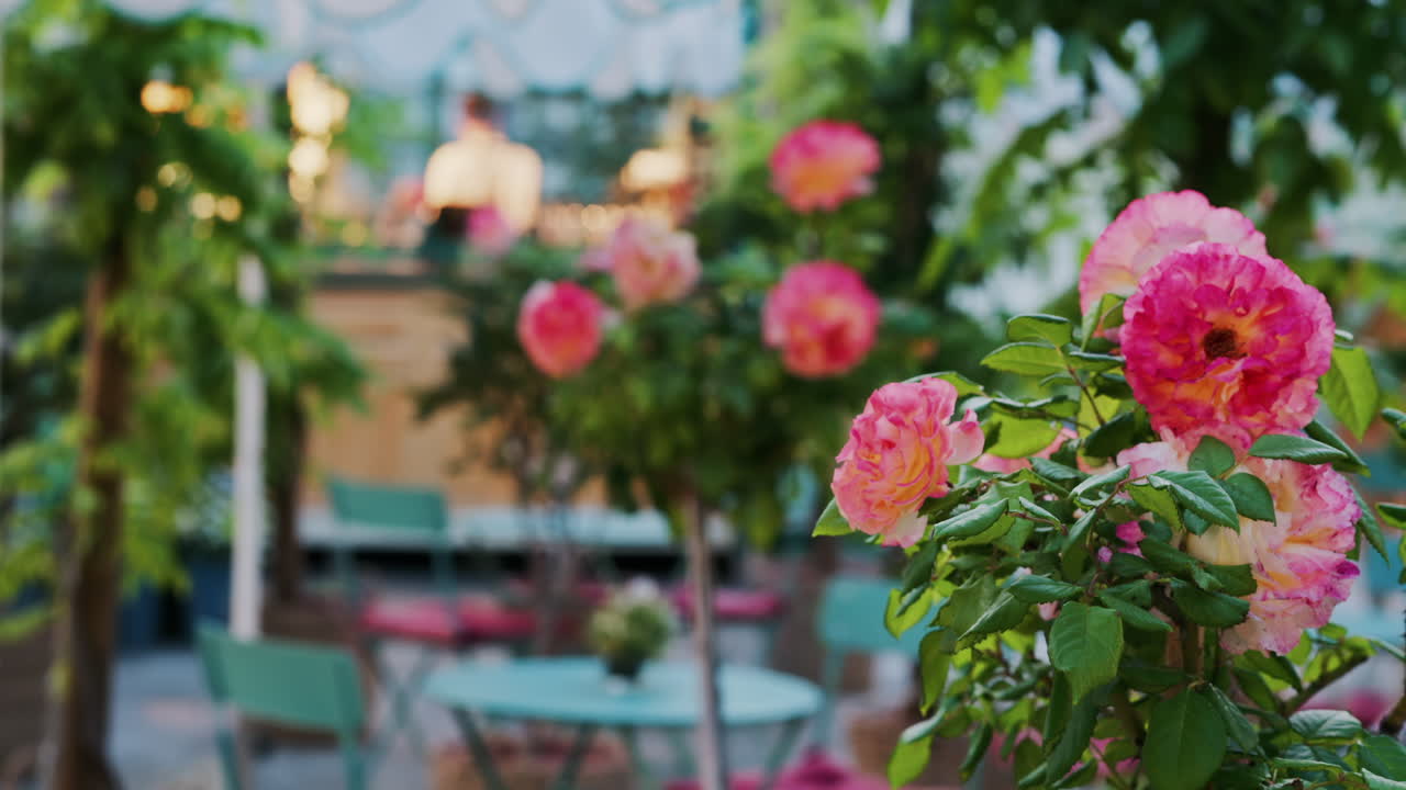 Pink climbing roses in pots at an outside cafe with mint green tables and chairs