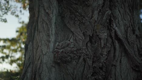 distinctive shapes of the bark of tree protecting the outermost layer of the trunk