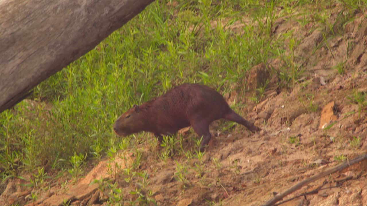 Un capibara cammina lungo la riva fangosa di un fiume a Tambopata, Perù