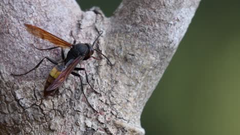 작은 줄무늬 말벌, vespa affinis