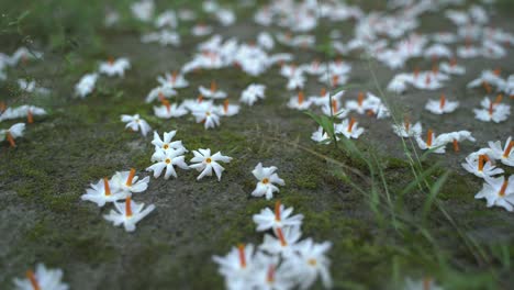 night jasmine, seuli or shefali flower is symbol flower of saradiya or durga puja festival in autumn season