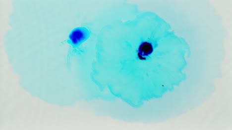 disparo aéreo de gotas de pintura o tinte azul caídas en el agua contra un fondo blanco para crear un patrón de colores giratorios