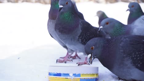 palomas alimentándose en la nieve
