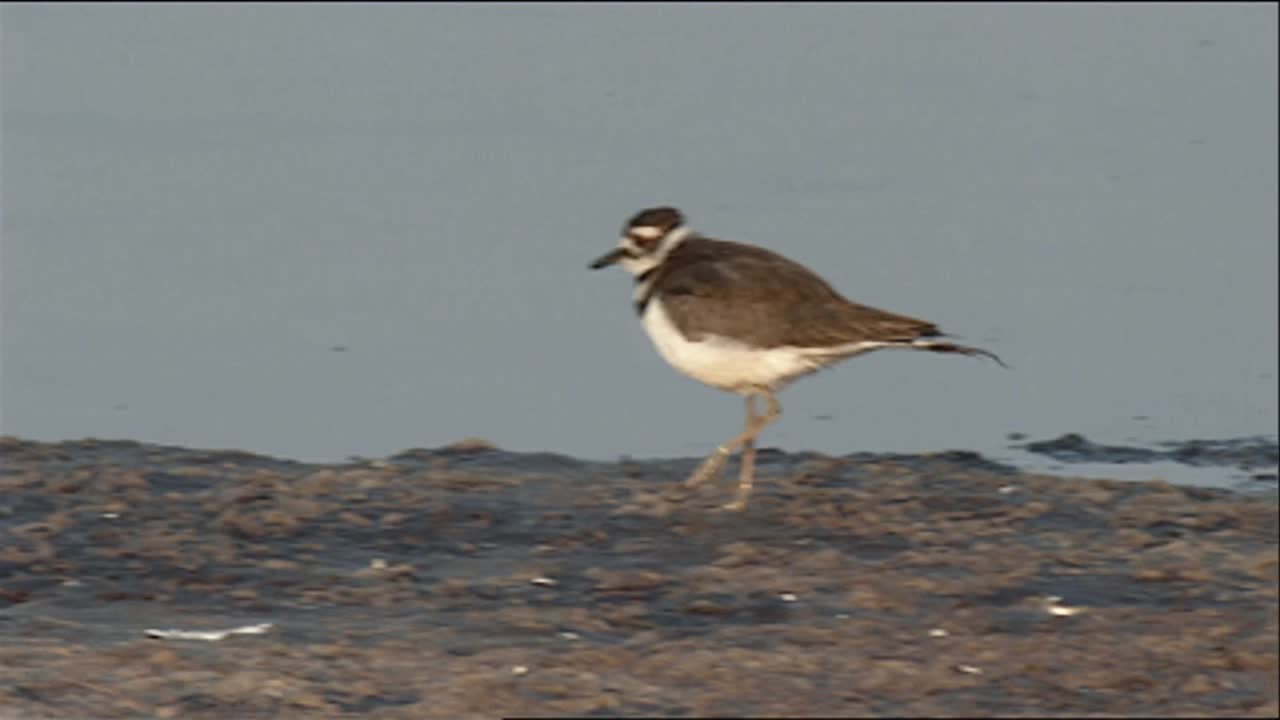 killdeer (charadrius vociferus) corriendo al borde del agua y alimentando 2013