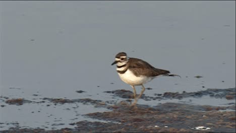 Killdeer-(Charadrius-Vociferus)-Corriendo-Al-Borde-Del-Agua-Y-Alimentando-2013