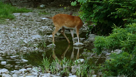 Weißwedelhirsche,-Die-Blätter-Mitten-In-Einem-Wald-Fressen,-Während-Sie-In-Bachwasser-Stehen,-Umgeben-Von-Felsen