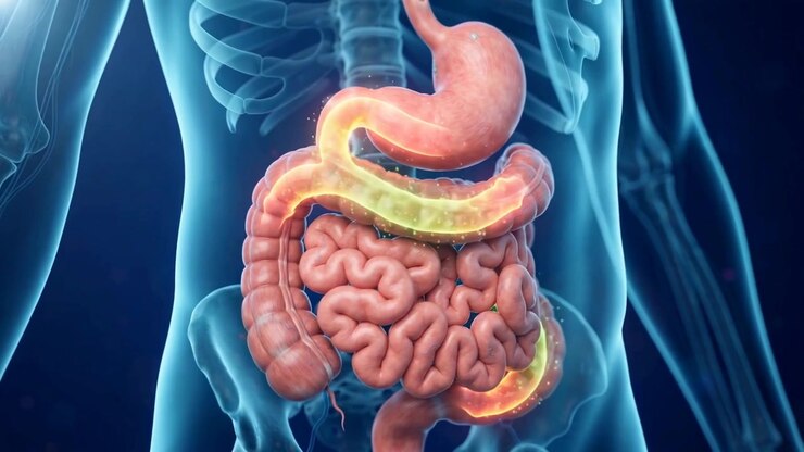 Translucent human torso with glowing stomach and intestines shown against blue anatomical background