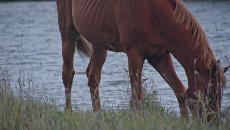 horses grazing in the field