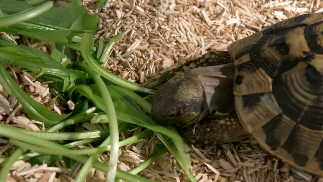 una pequeña tortuga comiendo de cerca