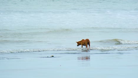 stray dog drinking sea water at kuakata sea beach in bangladesh