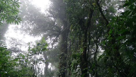 empujando hacia adelante a través del suelo de la selva tropical oscura mirando hacia el dosel de niebla