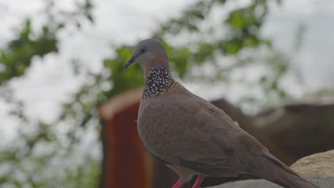 a-spotted-dove-is-perched-on-a-large-rock-along-the-ocean-shore-in-Diamond-Head-Hawaii-Oahu