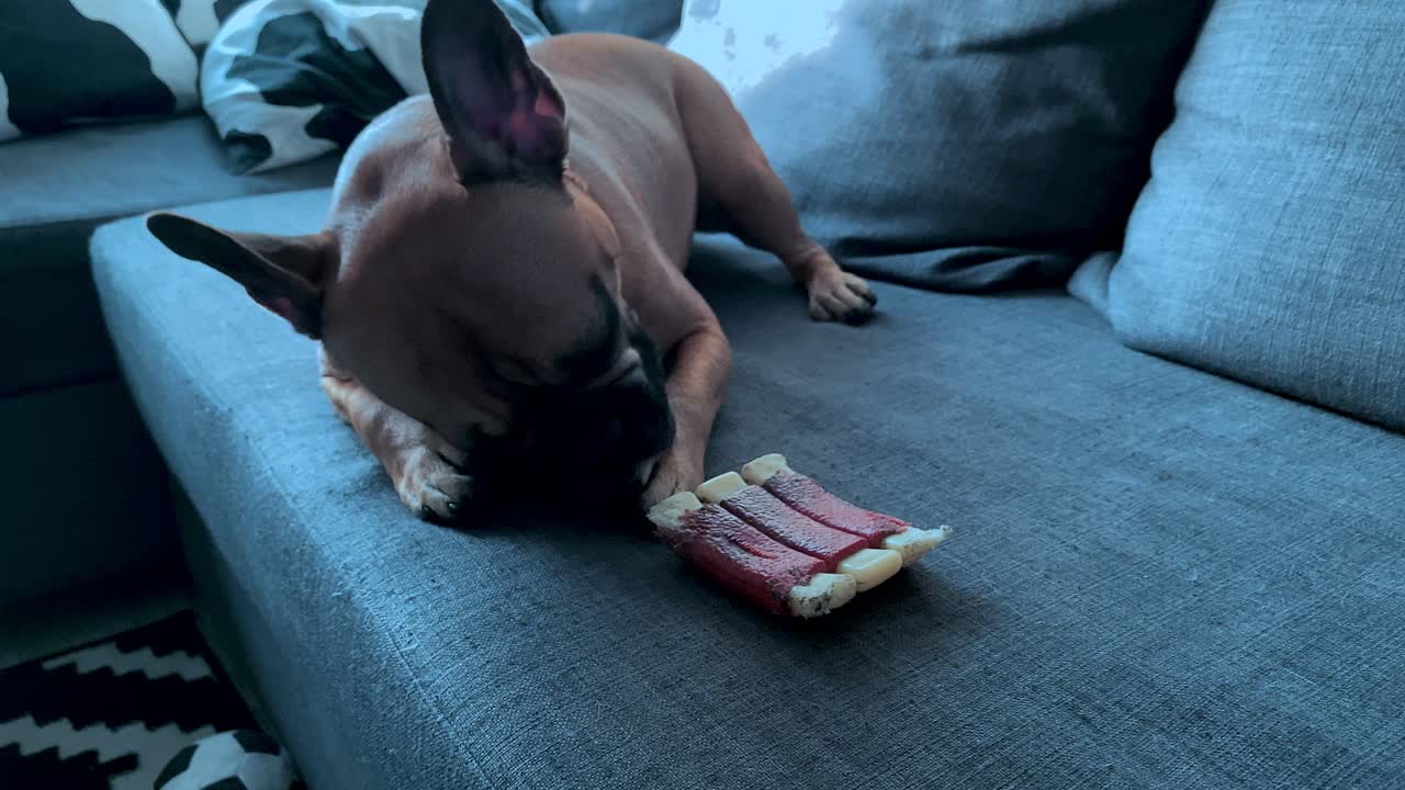 The French bulldog is lying on the couch and licking its front paws, next to it is a dog toy