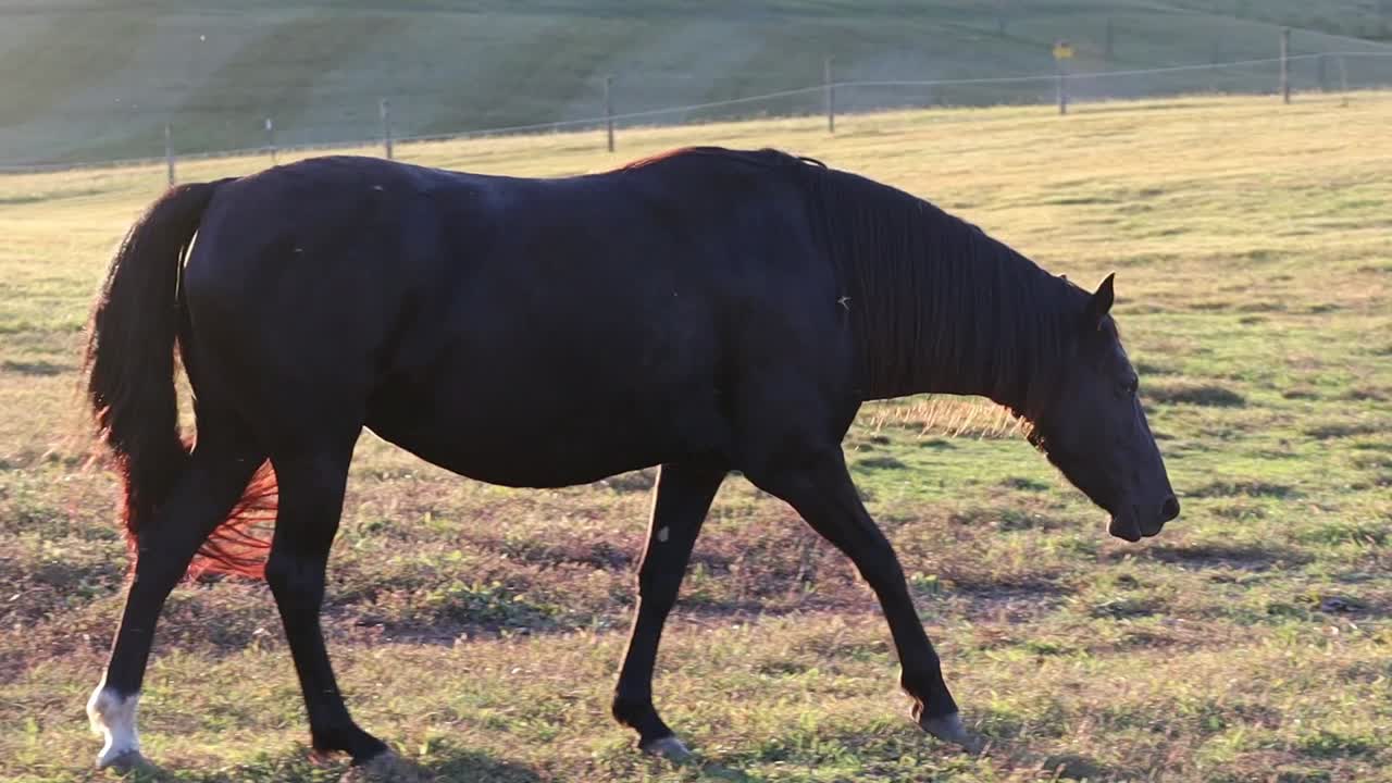 Un magnifique cheval marron se promenant dans un champ au coucher du soleil et broutant