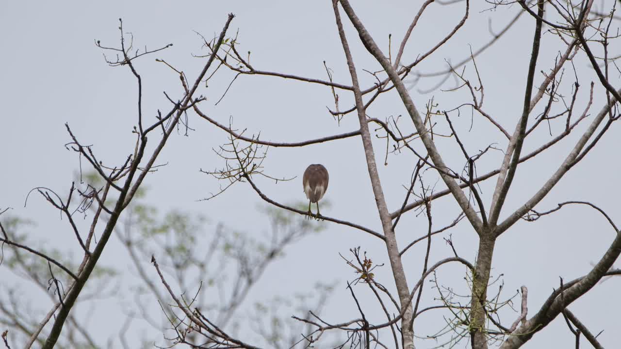 visto desde atrás mientras se posan, estanque chino heron ardeola bacchus, parque nacional kaeng krachan, tailandia