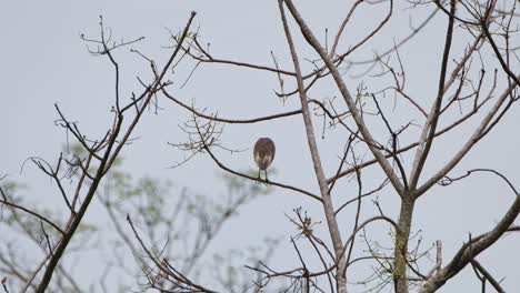 Seen-from-its-back-while-roosting,-Chinese-Pond-Heron-Ardeola-bacchus,-Kaeng-Krachan-National-Park,-Thailand