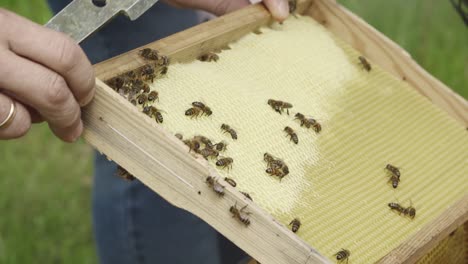 Bienen-Auf-Bienenkäfigen