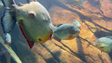 underwater shot of a black spot piranha swimming underwater