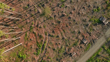 Top-drone-shot-of-glade-with-stumps-in-a-dry-spruce-forest-hit-by-bark-beetle-in-Czech-countryside-with-logs-of-cut-down-trees