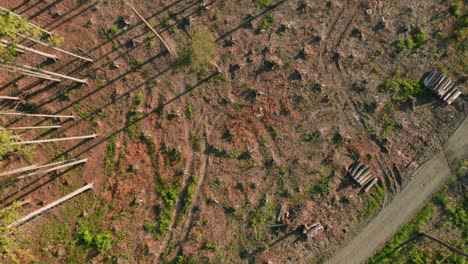 fotografía superior de un desierto con tocones en un bosque de abeto seco golpeado por un escarabajo de corteza en el campo checo con troncos de árboles cortados