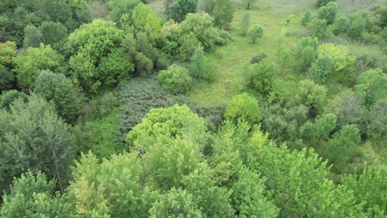 volando bajo sobre la plantación de árboles, pacífico paisaje verde, ohio, estados unidos