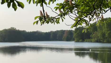 봄 향수의 평화로운 호수, 독일 decksteiner weiher