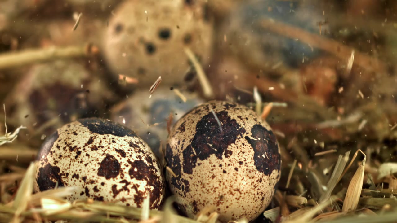 Close-up of Speckled Quail Eggs in a Rustic Hay Nest