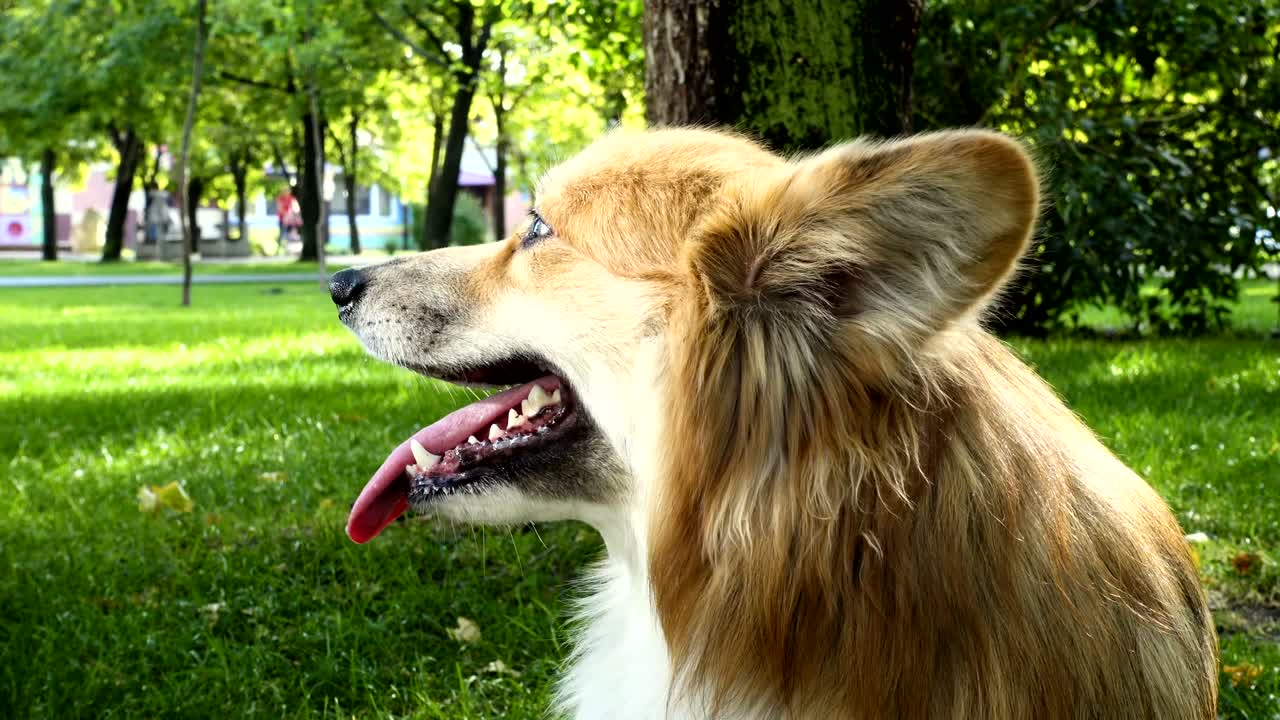 웃긴 웨일스 코르기 털이 많은 개가 야외에서 고 있습니다.