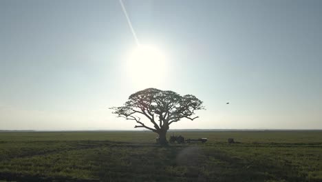 beautiful cinematic aerial drone shot tracking out from lone tree and tractor on a green farm meadow