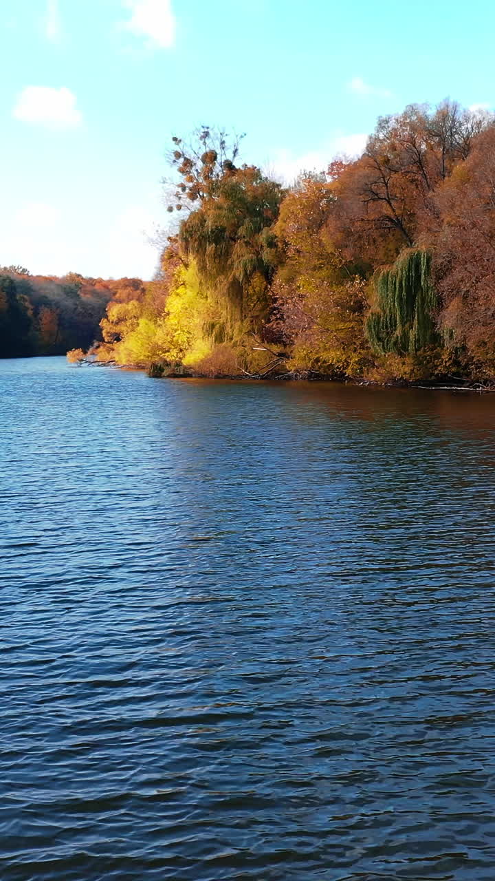Calm dark surface of river flowing between the banks covered with woods. Bright trees overgrow the waterfront. Sunny autumn day in nature. Vertical video