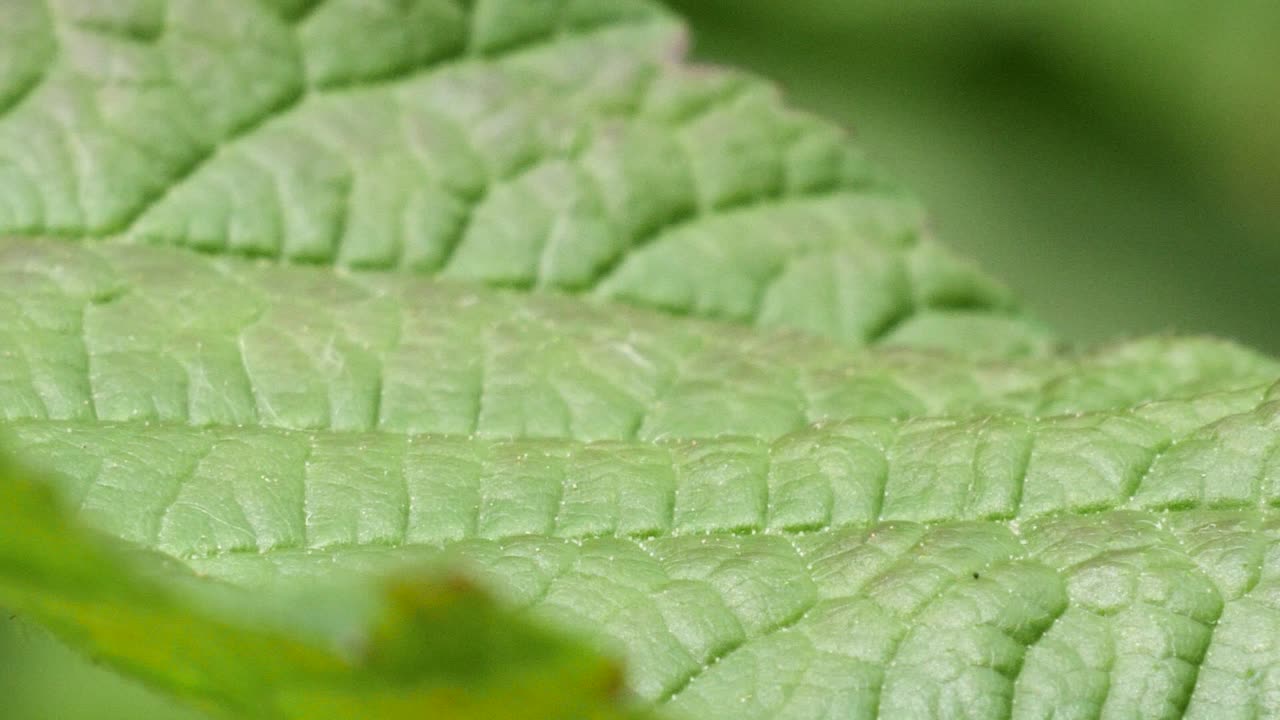 foto macro de una mosca marrón sentada sobre una licencia verde y volando fuera del marco en la parte superior en cámara lenta