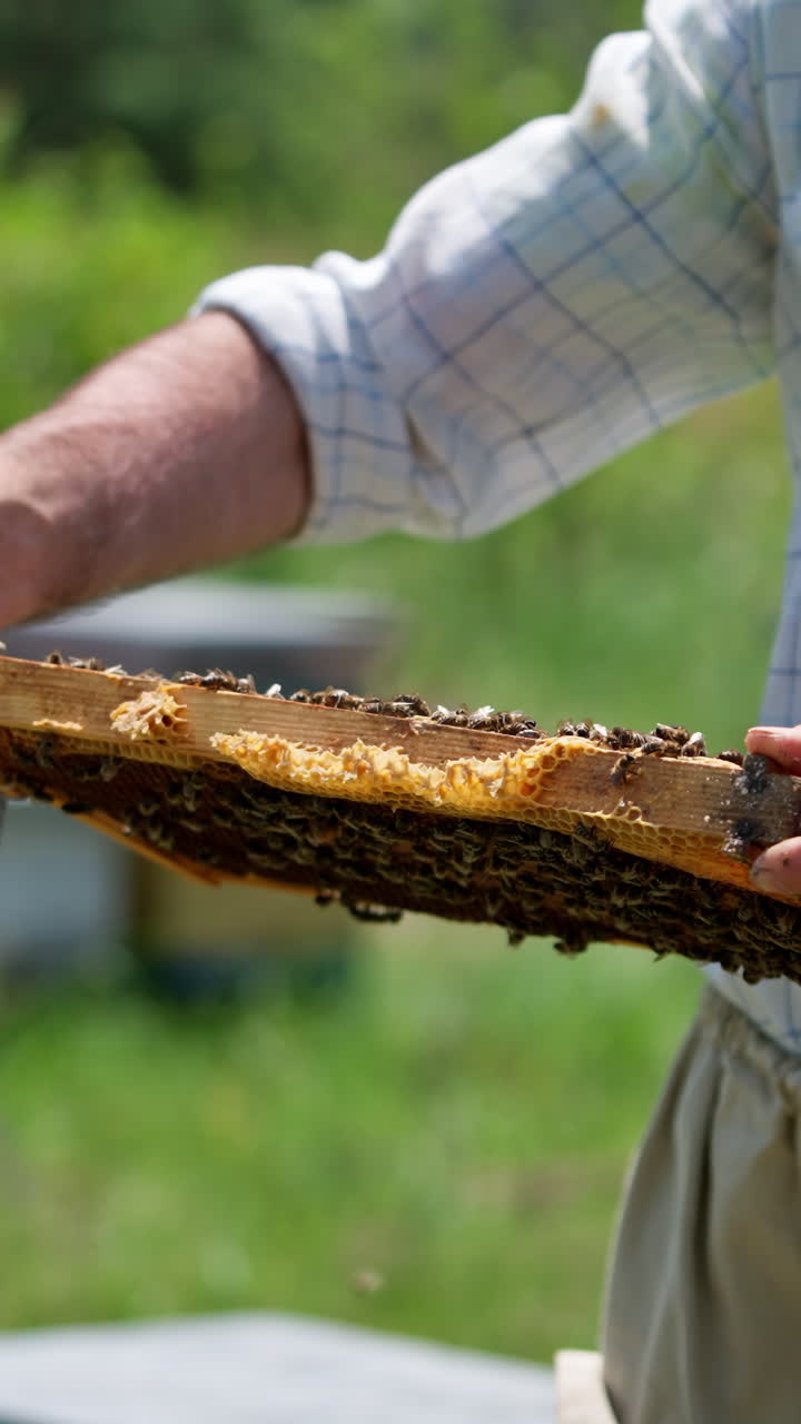 Adult man in usual clothes holding frame in his hands. Beekeeper checks the honeycombs and puts it back to the hive. Blurred backdrop. Vertical video