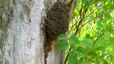 Wildbienenstock-Voller-Bienen,-Die-In-Einem-Alten-Eukalyptusbaum-Leben,-Aus-Nächster-Nähe,-In-Der-Hand-Gehalten