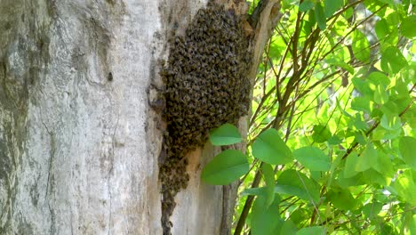 wild beehive filled with bees living in a old eucalyptus tree, close up, hand held