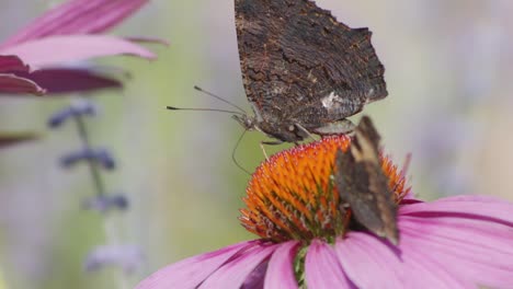 two european peacock butterflies feeding nectar from orange coneflower - macro