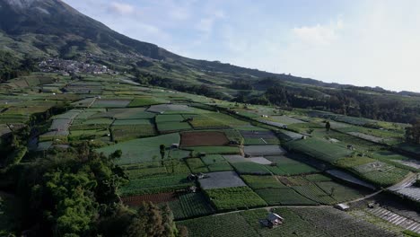 Fly-over-on-the-large-plantation-on-the-highland