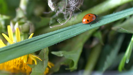 Cerca-Del-Escarabajo-Mariquita-Caminando-Sobre-Tallos-De-Hierba-Al-Aire-Libre