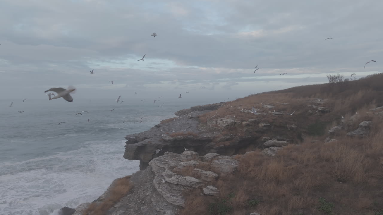 Gaivotas em Voo Sobre um Litoral Rochoso com Ondas Oceânicas Quebrando
