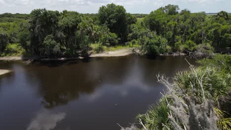 Langsame-Luftaufnahme-über-Einem-Luftigen,-Mit-Spanischem-Moos-Bedeckten-Baum,-Ein-Alligator-Ist-Im-Wasser-Darunter-Im-Myakka-State-Park,-Florida,-Zu-Sehen