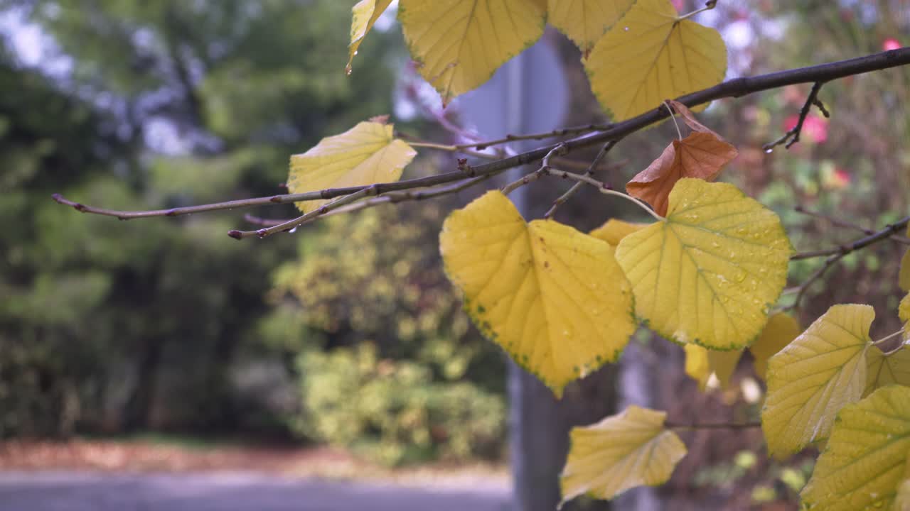 나뭇가지에 있는 노란 단풍의 돌리 아웃 샷, 흐릿한 자연 배경, 나뭇잎에 빗방울 4k