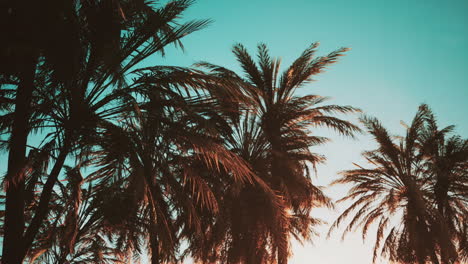 palm trees at sunset