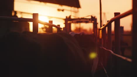 Cows-walking-though-milking-parlor-during-beautiful-sunset-golden-hour