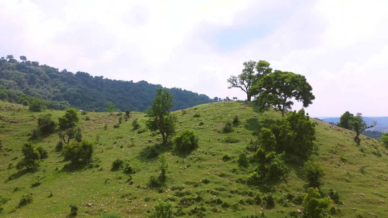 Bidikan udara sapi yang sedang merumput di lembah berumput liar di Narwar Madhya Pradesh India