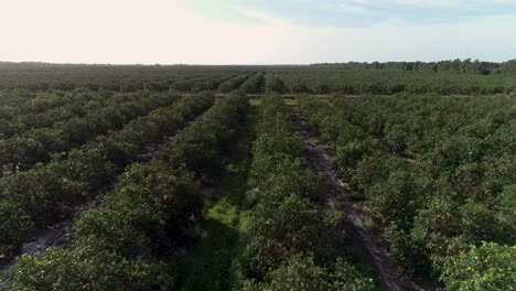 aerial view of a vast orange grove