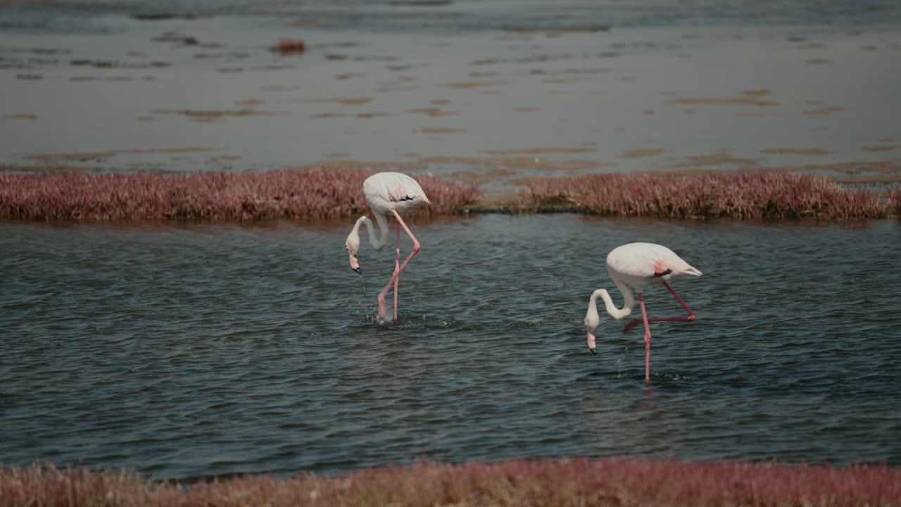 Flamingos in a Wetland