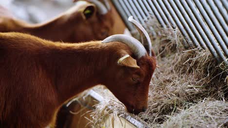 Nahaufnahme-Von-Babyziegen-Mit-Kleinen-Hörnern,-Die-Frisches-Stroh-Aus-Einem-Trog-Fressen