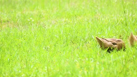 two ducks looking for food in the grass